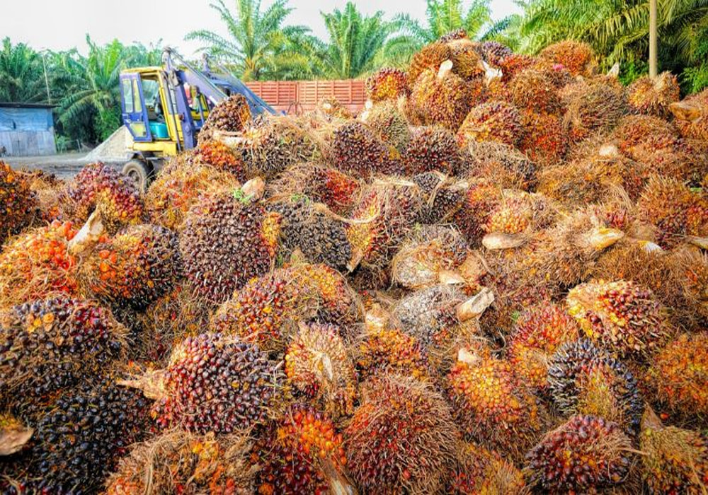 Palm oil extraction